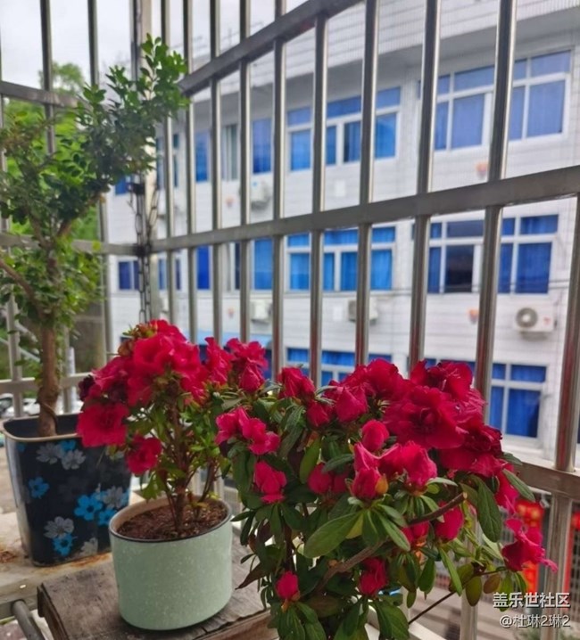 【折疊屏手機(jī)里的春天】陽臺美景