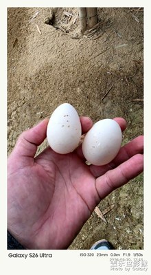自己家的土雞蛋??