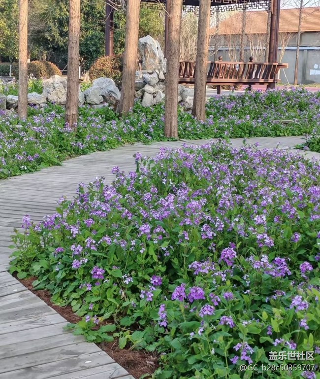 【折疊屏手機(jī)里的春天】紫氣春來