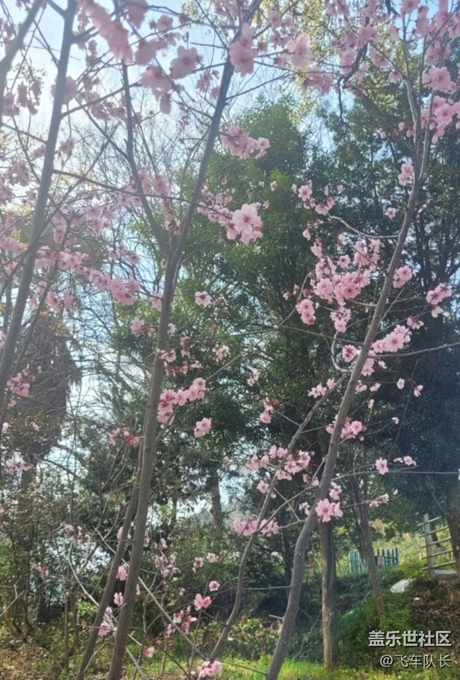 【折疊屏手機(jī)里的春天】春光正好