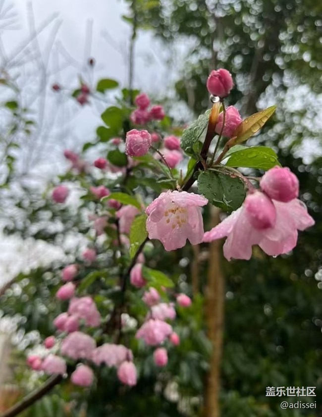 【折疊屏手機(jī)里的春天】萬物復(fù)蘇