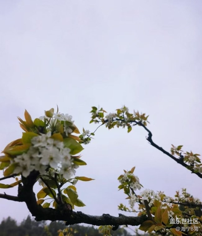 【春日限定】花開(kāi)正當(dāng)時(shí)