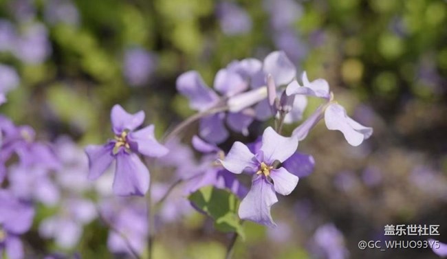 【折疊屏手機里的春天】花海
