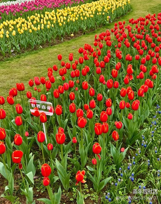 【春日限定】賞花去