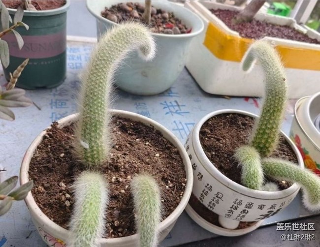 【折疊屏手機(jī)里的春天】陽臺美景