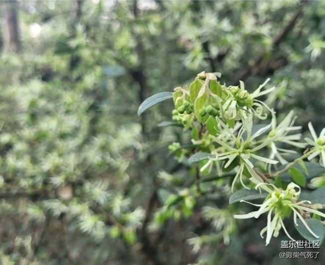 【折疊屏手機(jī)里的春天】開花了