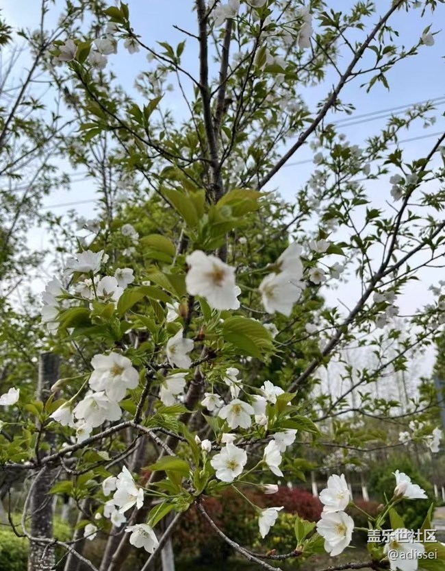 【折疊屏手機(jī)里的春天】萬物復(fù)蘇