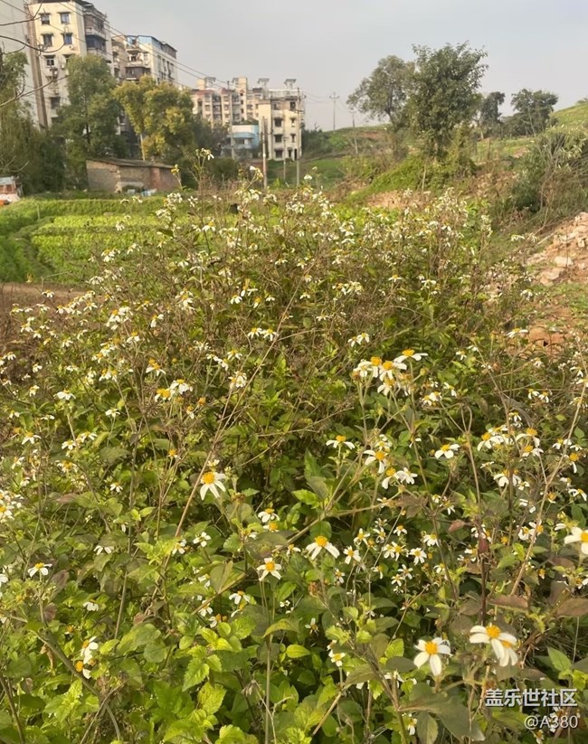 【折疊屏手機里的春天】鄉(xiāng)村春景