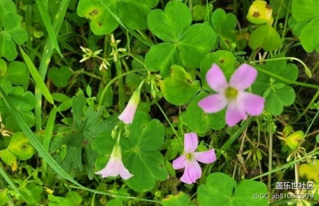 【折疊屏手機(jī)里的春天】綠色世界