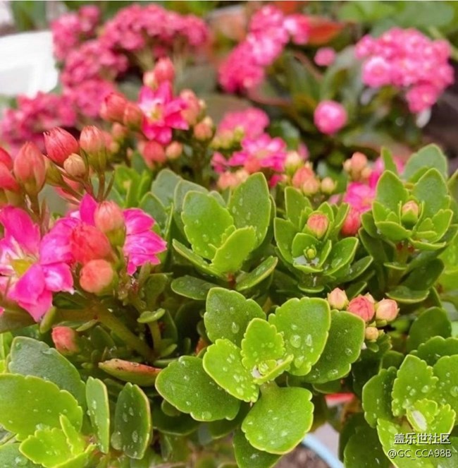 【折疊屏手機里的春天】花花世界