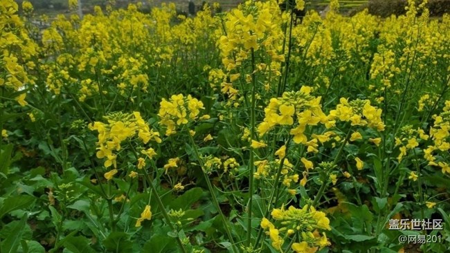 【折疊屏手機(jī)里的春天】田園花開(kāi)