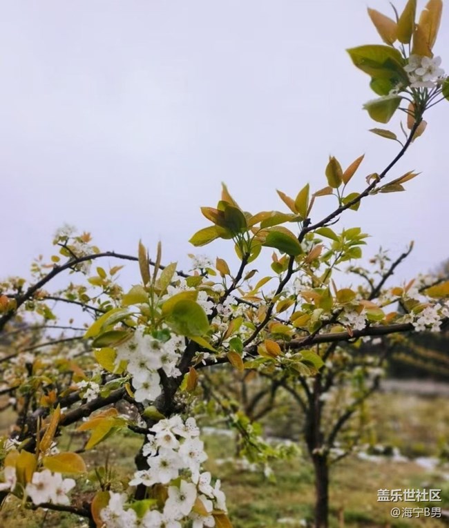 【春日限定】花開(kāi)正當(dāng)時(shí)