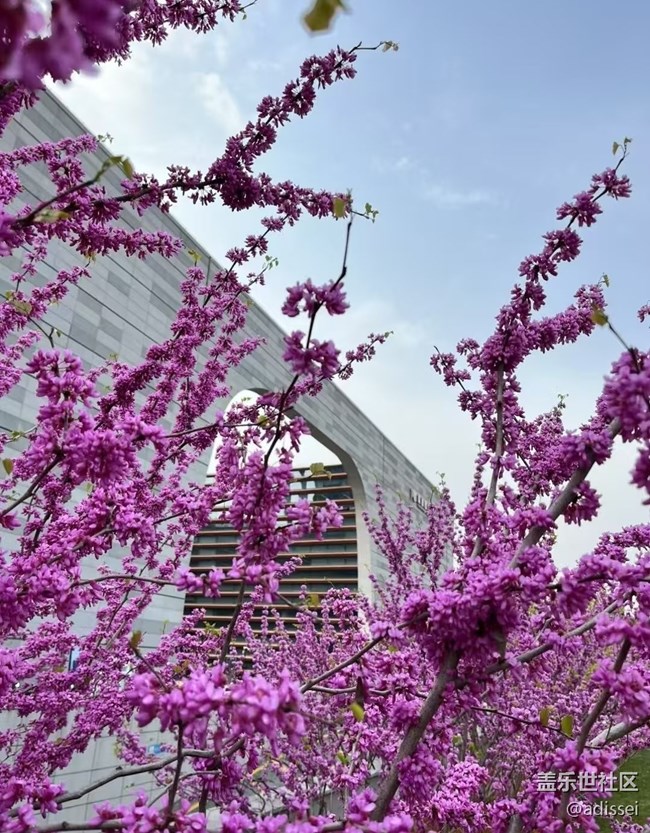 【折疊屏手機(jī)里的春天】萬物復(fù)蘇