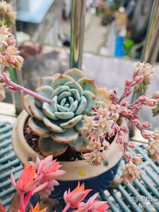 【折疊屏手機(jī)里的春天】花開(kāi)富貴