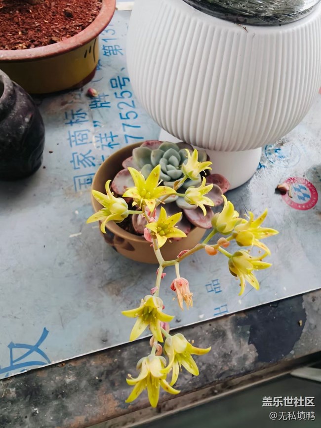 【折疊屏手機(jī)里的春天】花開(kāi)富貴