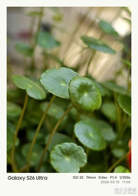 【春光里】+花草