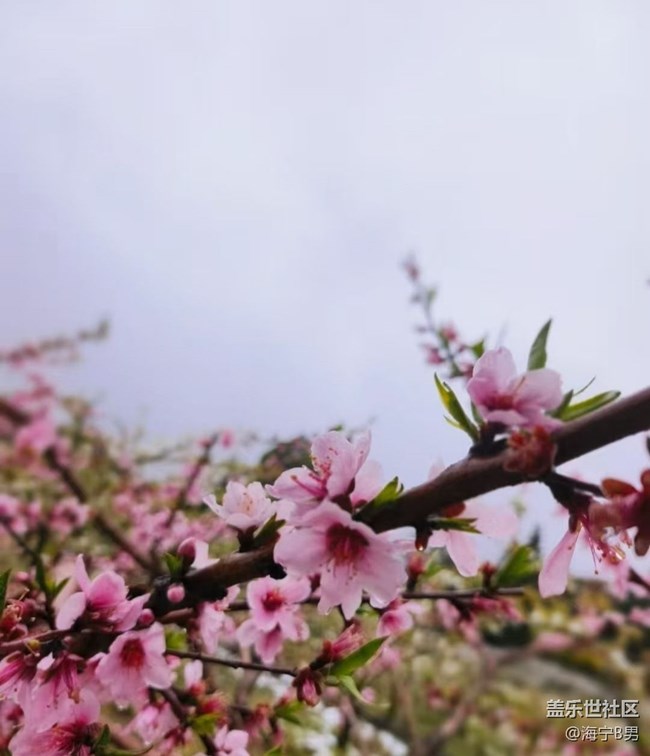 【春日限定】花開(kāi)正當(dāng)時(shí)