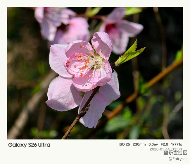 【繁花入夢】油菜花
