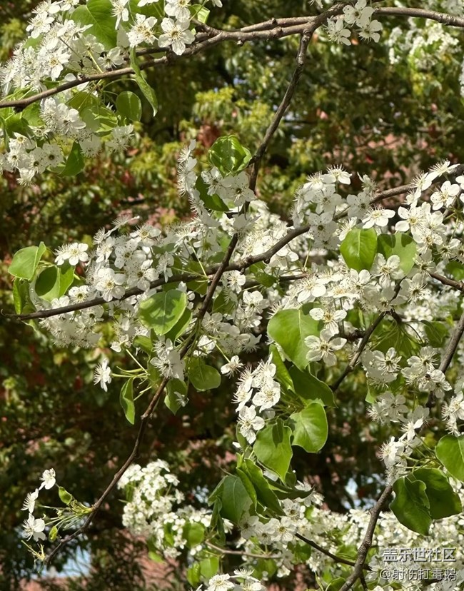 【折疊屏手機里的春天】梨花香