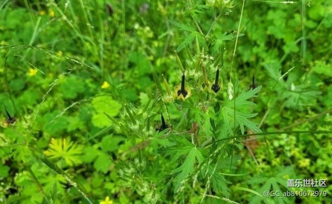 【折疊屏手機(jī)里的春天】綠色世界