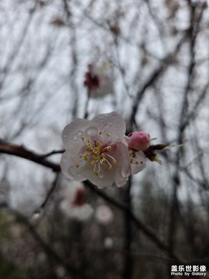 【春光里】+雨中拾趣