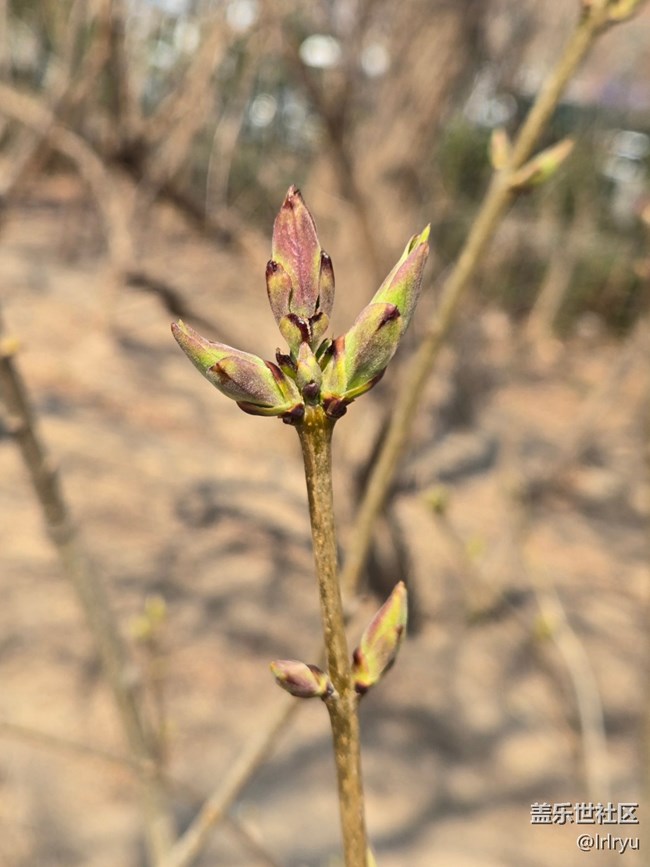 【沐浴春風(fēng)】初春新芽