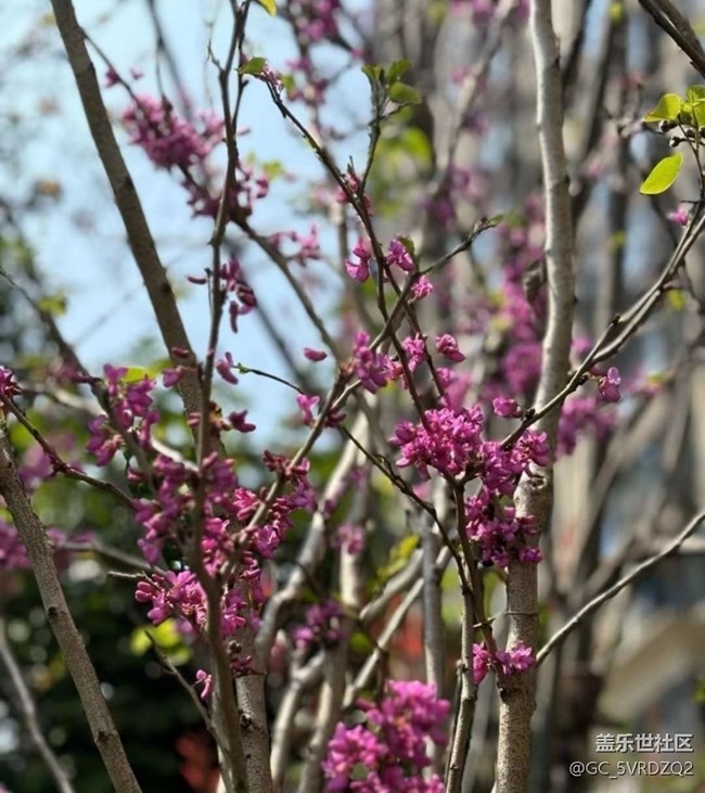 【春日限定】春日賞花