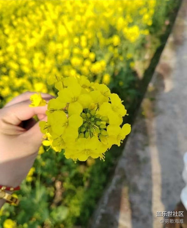 【折疊屏手機(jī)里的春天】花開(kāi)茂盛