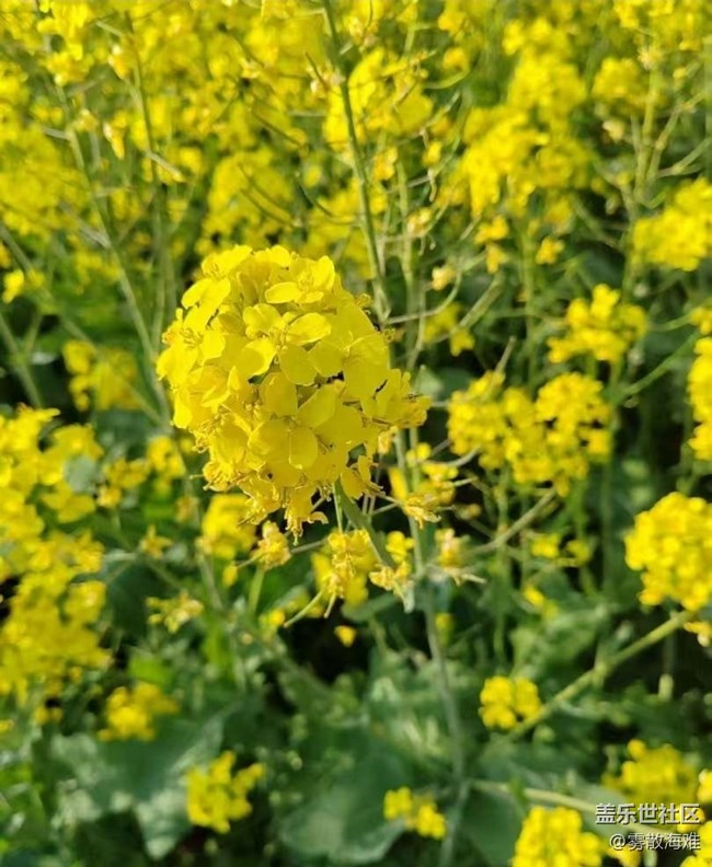 【折疊屏手機(jī)里的春天】花開(kāi)茂盛