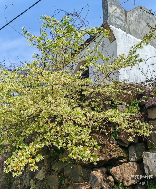 【折疊屏手機(jī)里的春天】處處美景