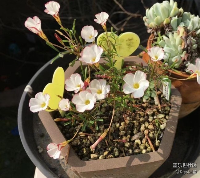【折疊屏手機(jī)里的春天】春天來了
