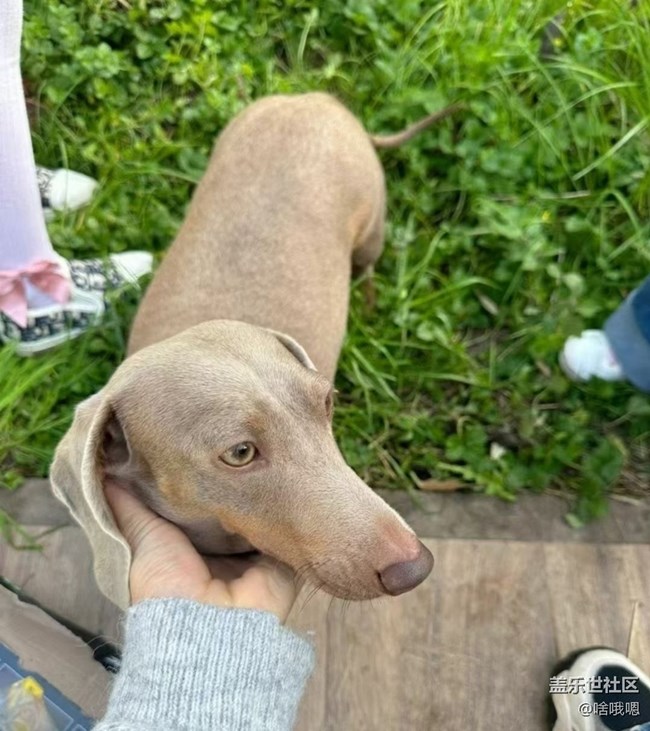 【春日限定】春天擼生活