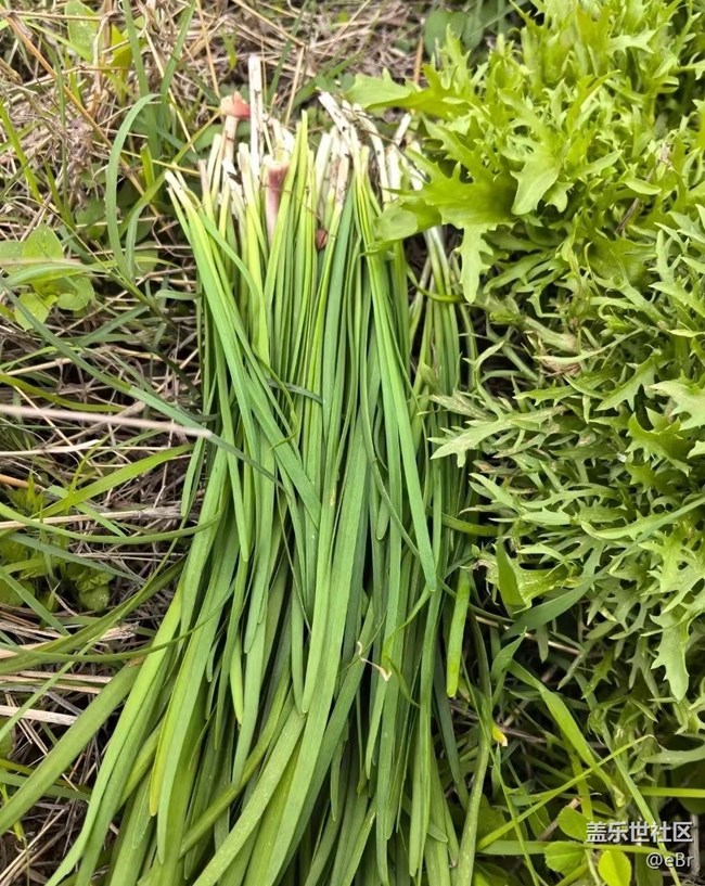 【春日限定】踏春