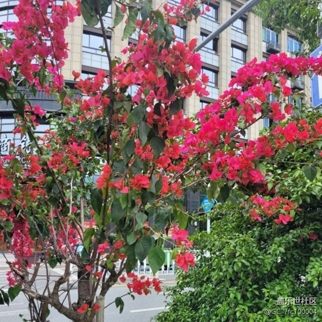 【折疊屏手機里的春天】漂亮的花兒