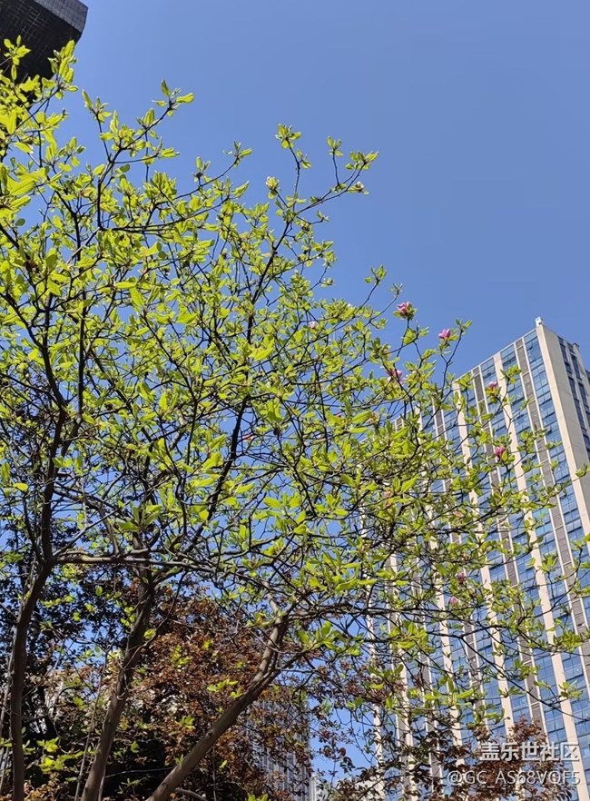 【折疊屏手機里的春天】新芽