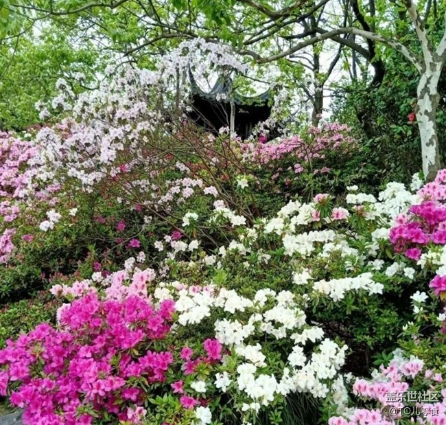 【折疊屏手機(jī)里的春天】百花開(kāi)