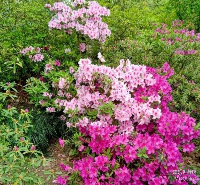 【折疊屏手機(jī)里的春天】百花開(kāi)