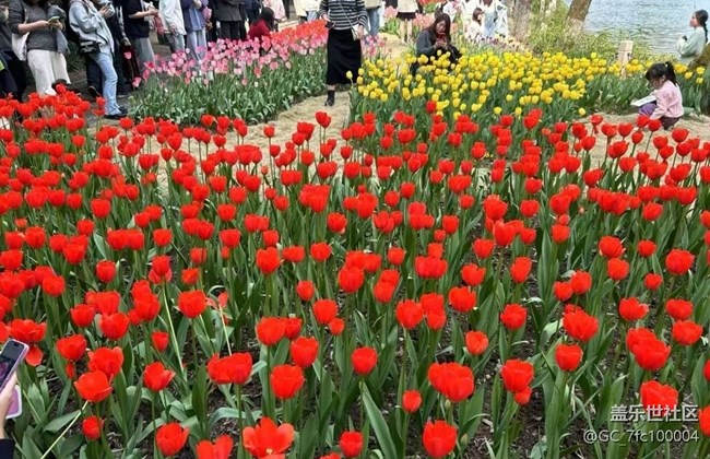 【春日限定】郁金香季