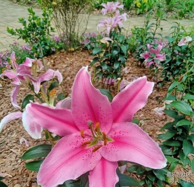 【折疊屏手機(jī)里的春天】百花開(kāi)