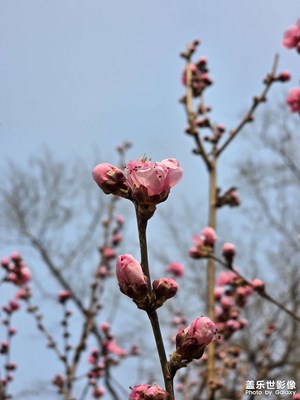【春光里】盛開的桃花