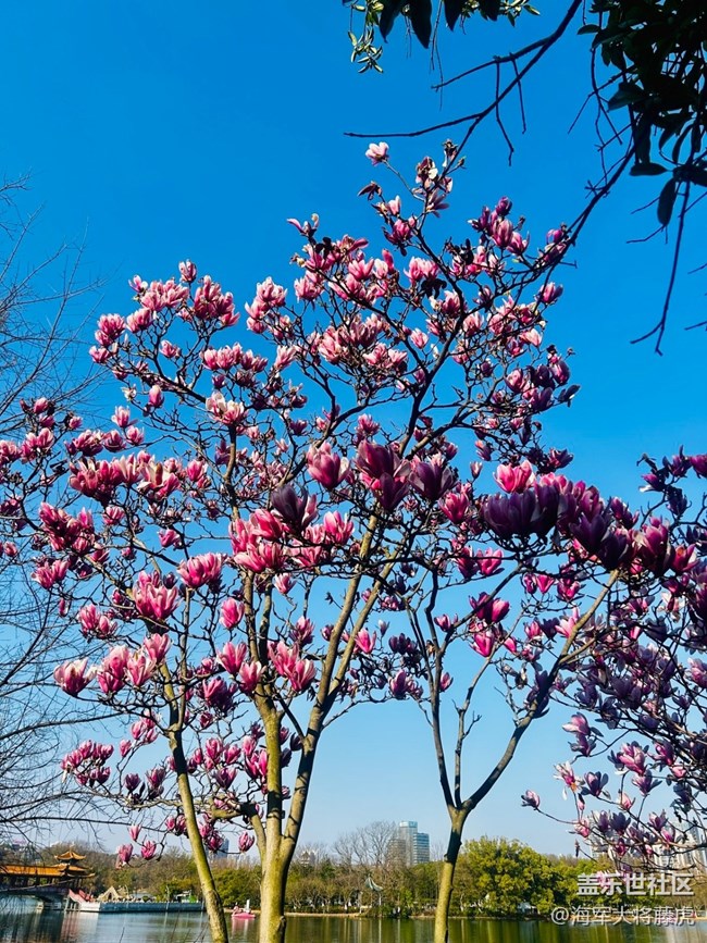 【迎春，在冬末】冬末迎春，靜待萬(wàn)物歸序