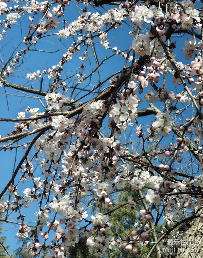 【折疊屏手機(jī)里的春天】城市風(fēng)光