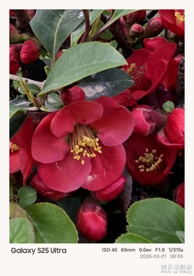 樓下的貼梗海棠