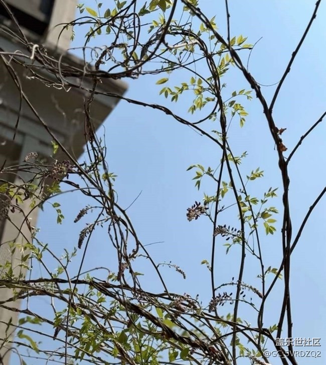 【春日限定】春日賞花