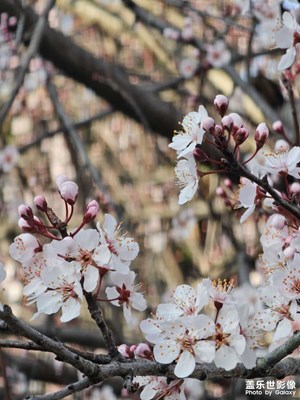 【春光里】春意盎然