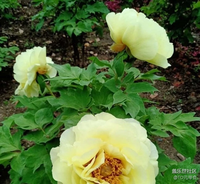 【折疊屏手機(jī)里的春天】百花開(kāi)