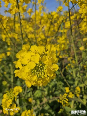 春天的油菜花來了