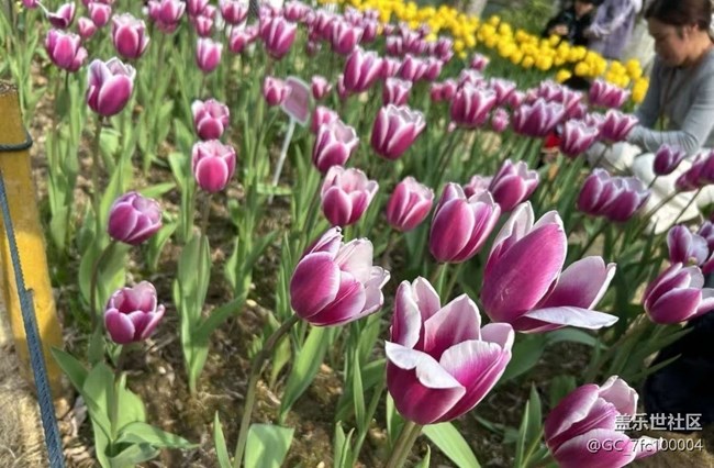 【春日限定】郁金香季