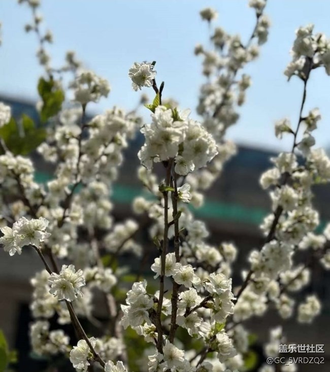 【春日限定】春日賞花