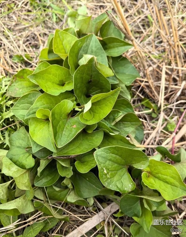 【春日限定】踏春